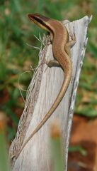 Trachylepis wahlbergii