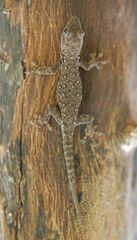 Lygodactylus chobiensis