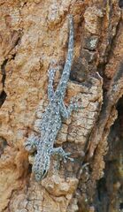 Lygodactylus chobiensis