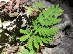 Tectaria devexa