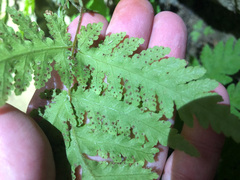 Tectaria devexa