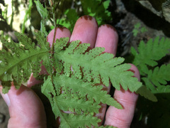 Tectaria devexa