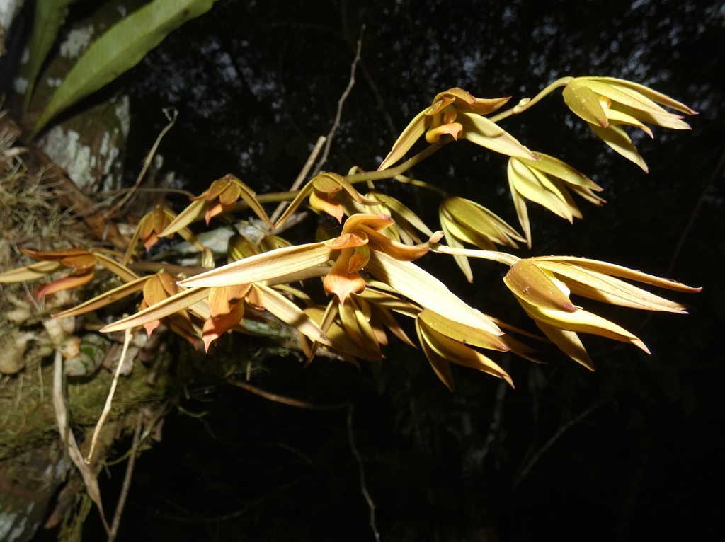Mormodes fractiflexa