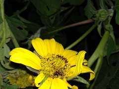 Euphoria subtomentosa