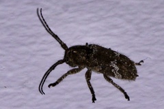 Prosoplus bankii