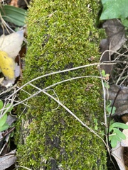 Selaginella apoda