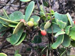 Wikstroemia retusa