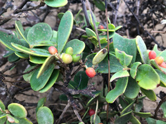 Wikstroemia retusa