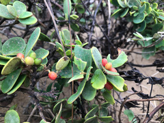 Wikstroemia retusa