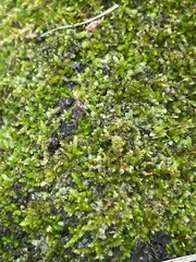 Selaginella apoda
