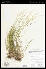 Dichanthelium linearifolium werneri