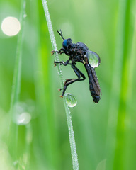 Dioctria atricapilla