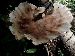 Cymatoderma dendriticum