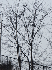 Cercis canadensis