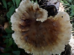 Cymatoderma dendriticum