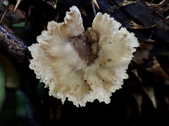 Cymatoderma dendriticum