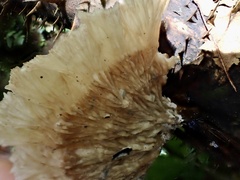 Cymatoderma dendriticum