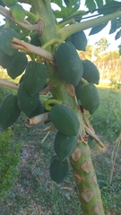 Carica papaya
