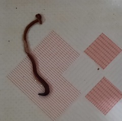 Bipalium kewense