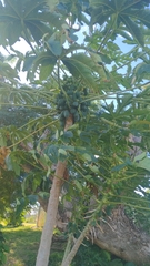 Carica papaya