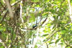 Chiroxiphia linearis