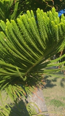 Eutacta