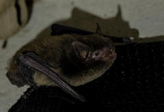 Myotis albescens