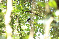 Chiroxiphia linearis