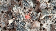 Trombidiformes