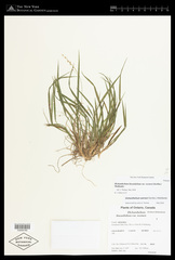 Dichanthelium linearifolium werneri