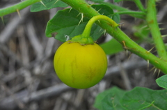 Solanum agrarium