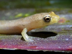 Camp Sasardi Salamander photo 1