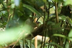 Pellorneum capistratum