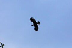 Anorrhinus galeritus