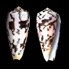 Conus striatus