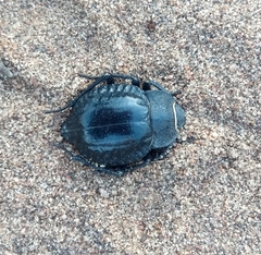 Nyctelia