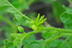 Solanum agrarium