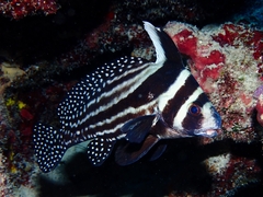 Eques punctatus