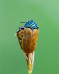 Labidostomis