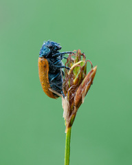 Labidostomis