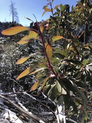 Arbutus arizonica