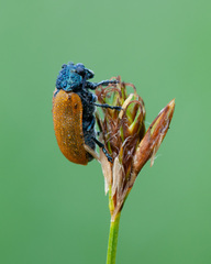 Labidostomis