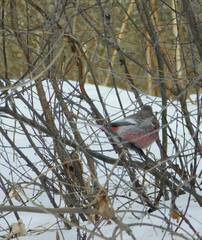 Carpodacus sibiricus