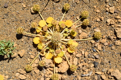 Pozoa volcanica