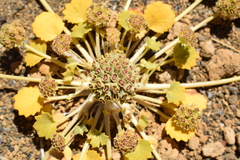 Pozoa volcanica