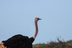 Struthio camelus camelus