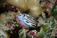Hypselodoris maritima