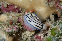 Hypselodoris maritima
