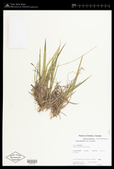 Dichanthelium linearifolium werneri