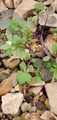 Cardamine hirsuta